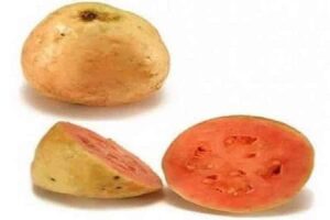 rhum arrangé goyave fruit