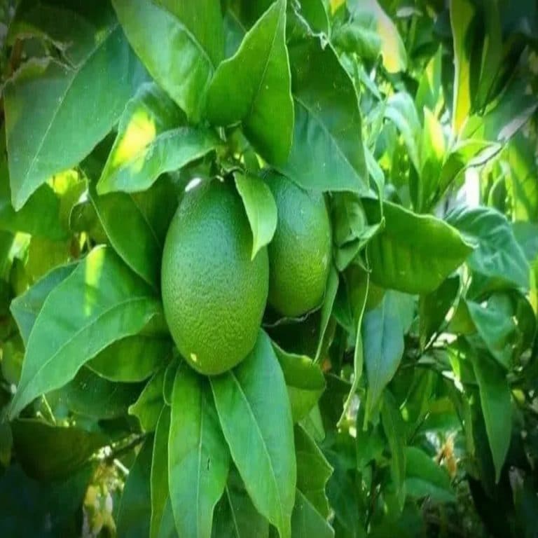recette rhum au citron vert