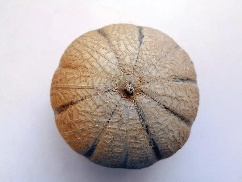 melon charentais