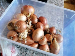 Légume - Échalote - oignon