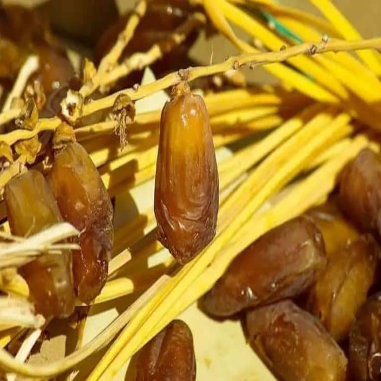Les Dattes: Trésors du Désert pour votre Santé et Cuisine