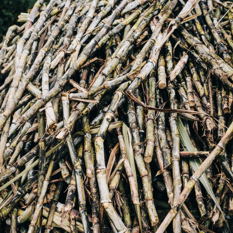 récolte de la canne à sucre pour le galabé